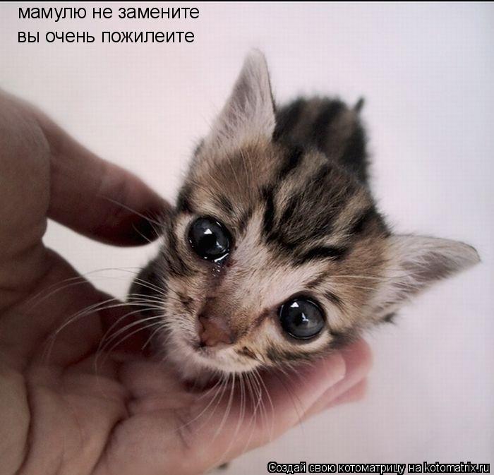 мамулю не замените вы очень пожилеите... Котоматрица: мамулю не замените вы очень пожилеите