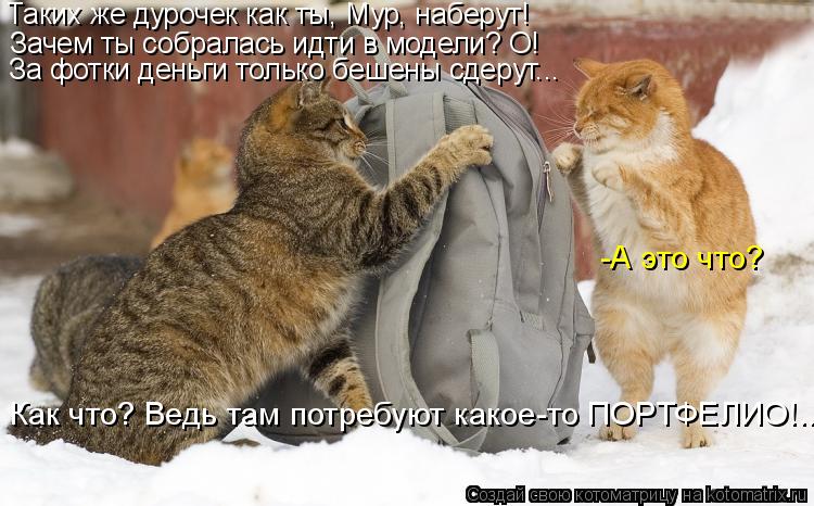 Котоматрица: Таких же дурочек как ты, Мур, наберут! -А это что? Зачем ты собралась идти в модели? О! Как что? Ведь там потребуют какое-то ПОРТФЕЛИО!... За фотк