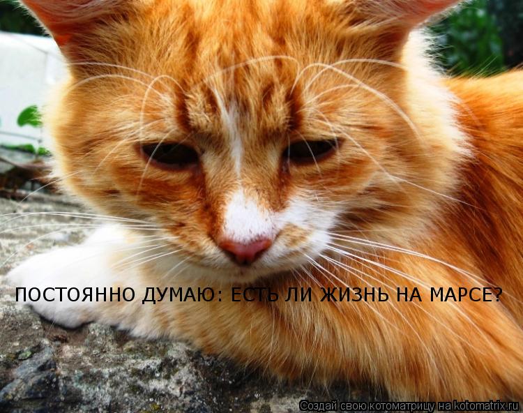 ПОСТОЯННО ДУМАЮ: ЕСТЬ ЛИ ЖИЗНЬ НА МАРСЕ?... Котоматрица: ПОСТОЯННО ДУМАЮ: ЕСТЬ ЛИ ЖИЗНЬ НА МАРСЕ?