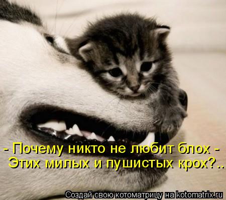 - Почему никто не любит блох - Этих милых и пушистых крох?..... Котоматрица: - Почему никто не любит блох - Этих милых и пушистых крох?..