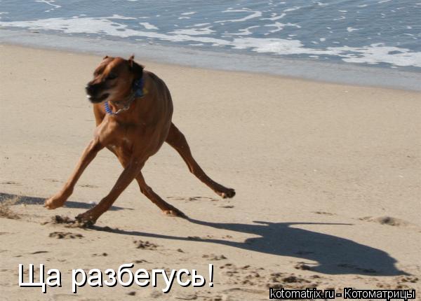 Ща разбегусь!... Котоматрица: Ща разбегусь!