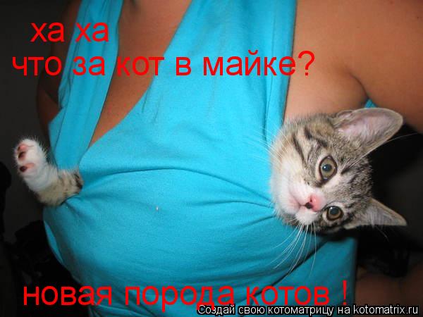 Котоматрица: ха ха что за кот в майке? новая порода котов !