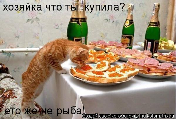 Котоматрица: хозяйка что ты  купила? ето же не рыба!