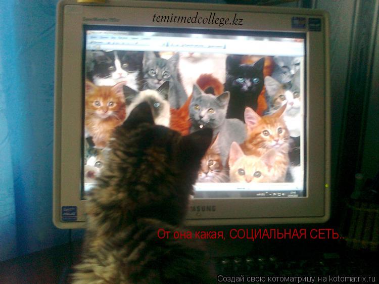 Котоматрица: От она какая, СОЦИАЛЬНАЯ СЕТЬ..