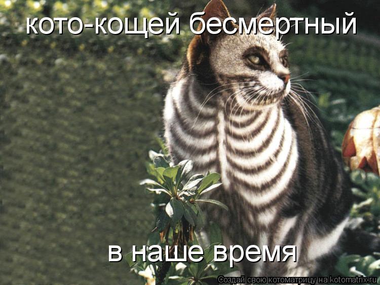 Котоматрица: кото-кощей бесмертный в наше время
