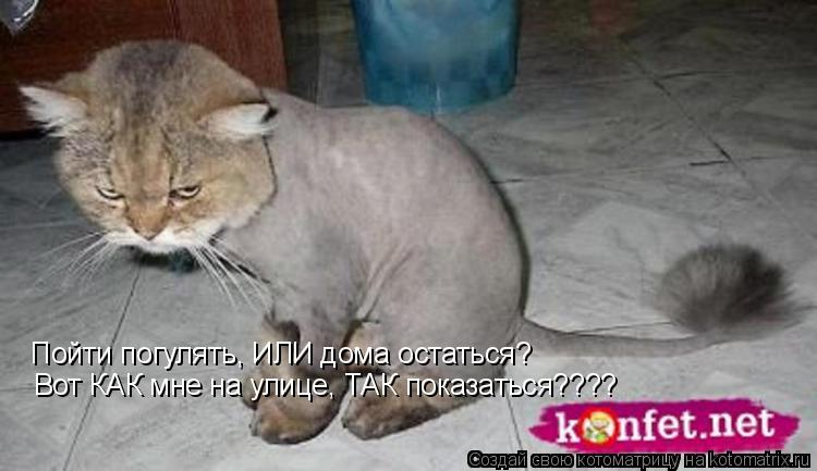 Котоматрица: Пойти погулять, ИЛИ дома остаться? Вот КАК мне на улице, ТАК показаться????