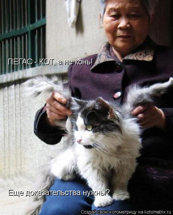 Котоматрица: ПЕГАС - КОТ, а не конь! Еще доказательства нужны?