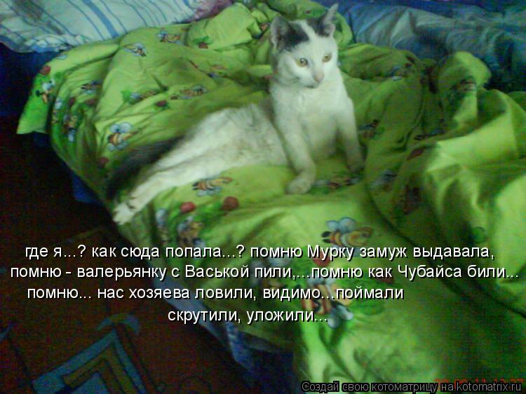 Котоматрица: где я...? как сюда попала...? помню Мурку замуж выдавала, помню - валерьянку с Васькой пили,...помню как Чубайса били... помню... нас хозяева ловили