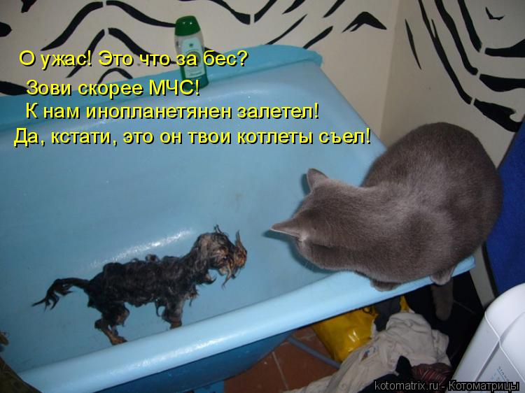 Котоматрица: Зови скорее МЧС! Зови скорее МЧС! К нам инопланетянен залетел! Да, кстати, это он твои котлеты съел! О ужас! Это что за бес?