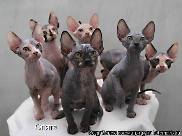 Котоматрица: Опята