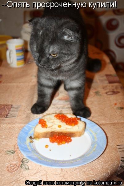 Котоматрица: --Опять просроченную купили!