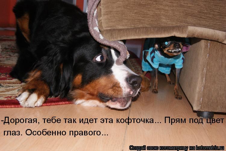 -Дорогая, тебе так идет эта кофточка... Прям под цвет глаз. Особенно правого...... Котоматрица: -Дорогая, тебе так идет эта кофточка... Прям под цвет глаз. Особенно правого...
