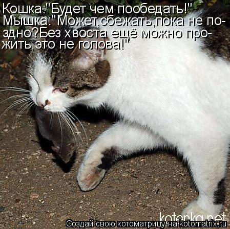 Котоматрица: Кошка:"Будет чем пообедать!" Мышка:"Может,сбежать,пока не по- здно?Без хвоста ещё можно про- жить,это не голова!"