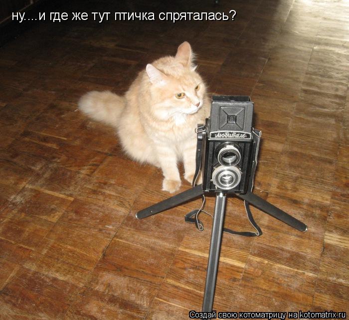 Котоматрица: ну....и где же тут птичка спряталась?