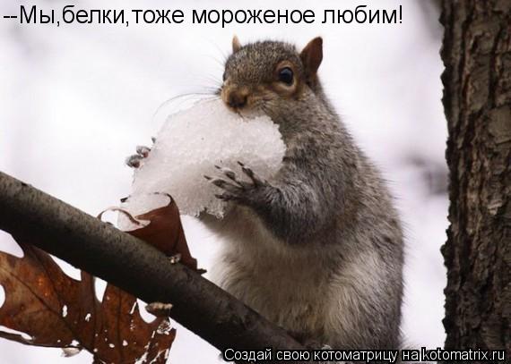 --Мы,белки,тоже мороженое любим!... Котоматрица: --Мы,белки,тоже мороженое любим!