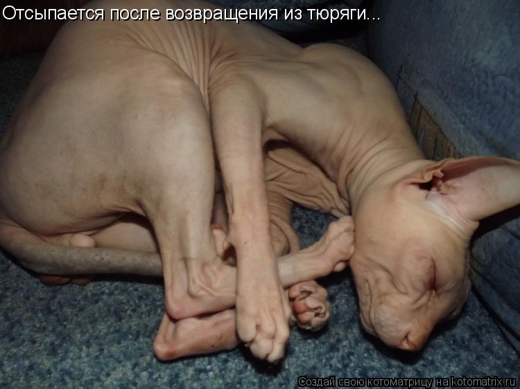 Котоматрица: Отсыпается после возвращения из тюряги...