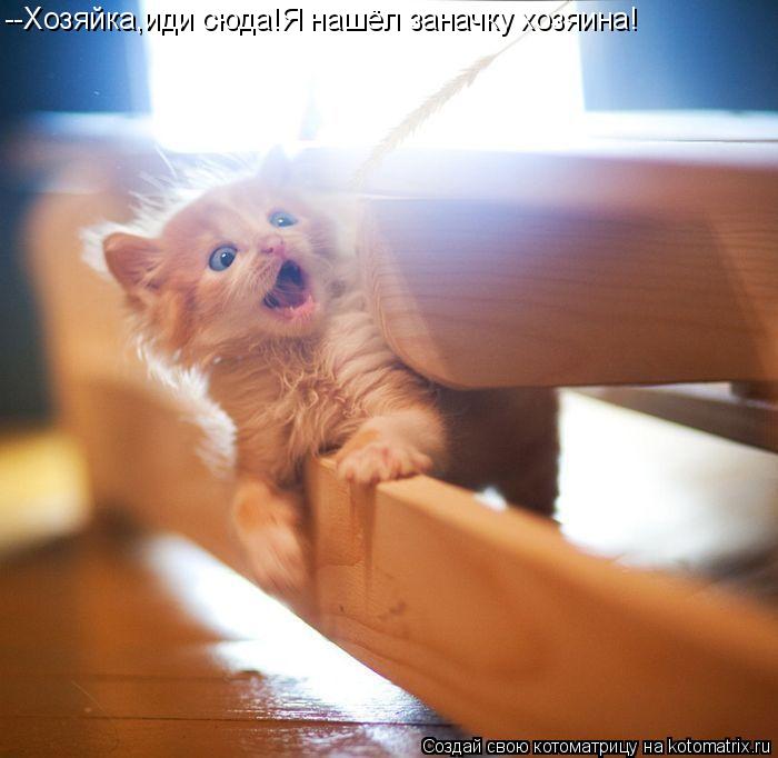 Котоматрица: --Хозяйка,иди сюда!Я нашёл заначку хозяина!