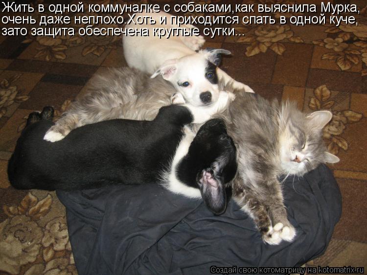 Котоматрица: Жить в одной коммуналке с собаками,как выяснила Мурка, очень даже неплохо.Хоть и приходится спать в одной куче, зато защита обеспечена круг