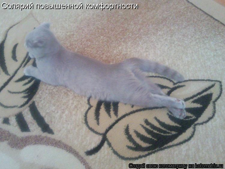 Котоматрица: Солярий повышенной комфортности