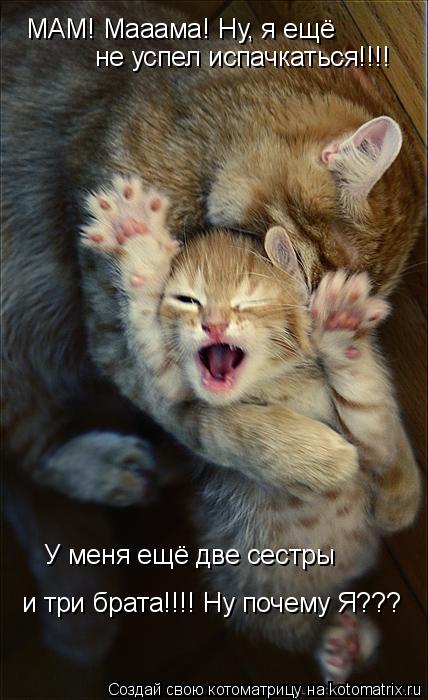 Котоматрица: МАМ! Мааама! Ну, я ещё  не успел испачкаться!!!! и три брата!!!! Ну почему Я??? У меня ещё две сестры