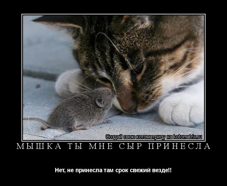 Котоматрица: Мышка ты мне сыр принесла Нет, не принесла там срок свежий везде!!