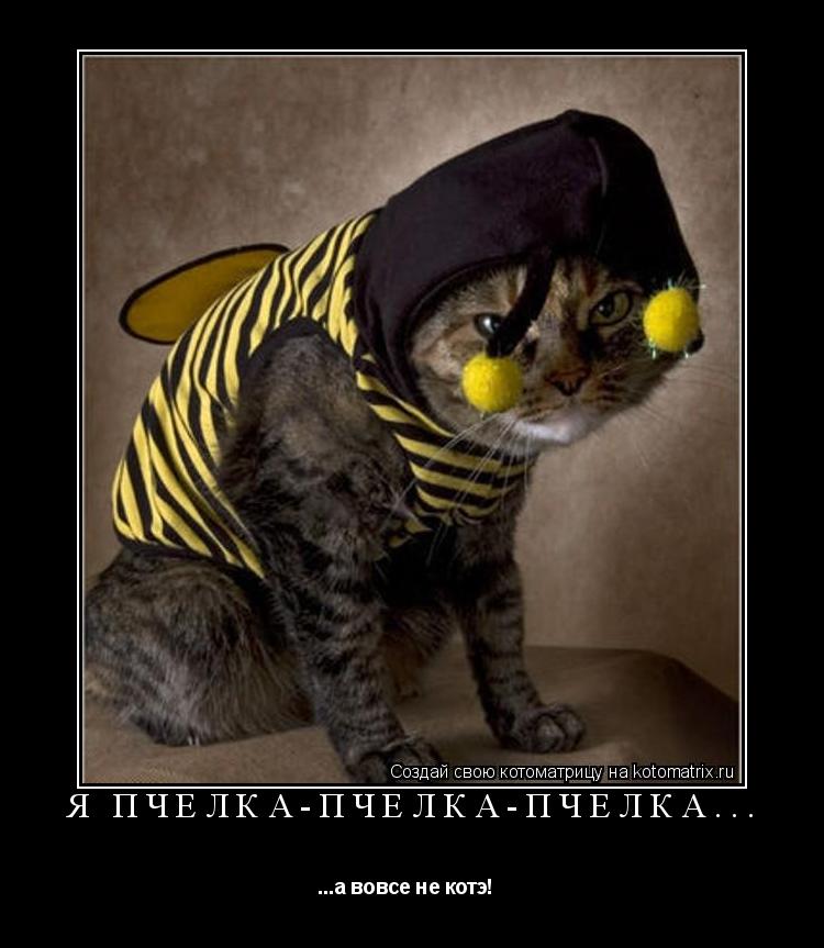 Котоматрица: Я пчелка-пчелка-пчелка... ...а вовсе не котэ!  
