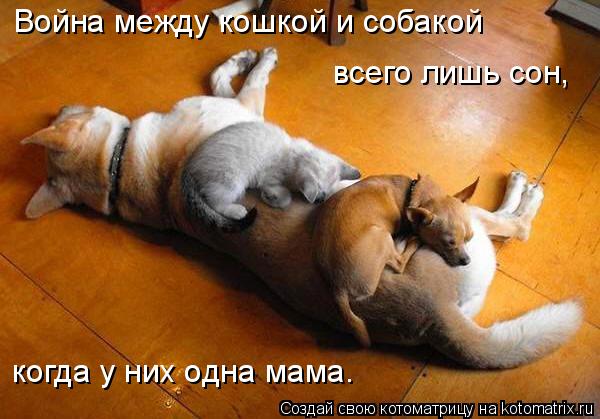 Котоматрица: Война между кошкой и собакой всего лишь сон, когда у них одна мама.