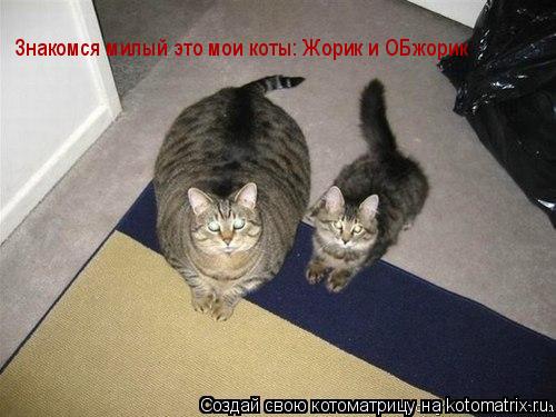 Котоматрица: Знакомся милый это мои коты: Жорик и ОБжорик Знакомся милый это мои коты: Жорик и ОБжорик