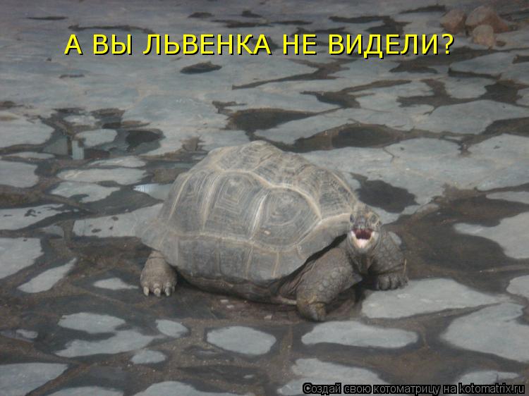 А ВЫ ЛЬВЕНКА НЕ ВИДЕЛИ?... Котоматрица: А ВЫ ЛЬВЕНКА НЕ ВИДЕЛИ?