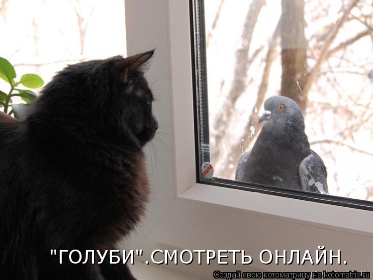 "ГОЛУБИ".СМОТРЕТЬ ОНЛАЙН.... Котоматрица: "ГОЛУБИ".СМОТРЕТЬ ОНЛАЙН.