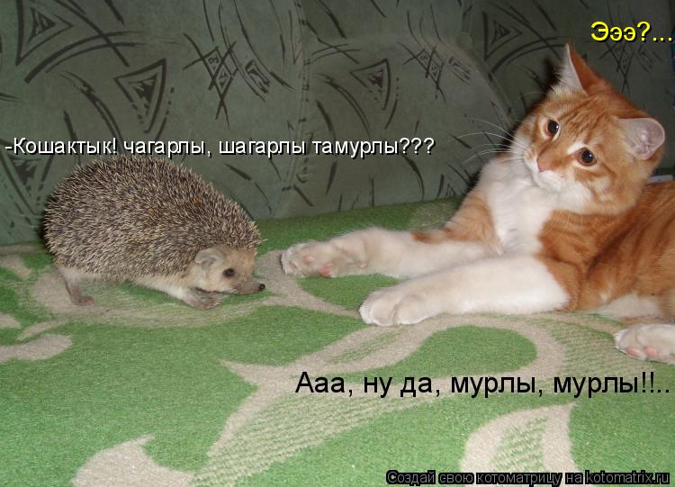 Котоматрица: -Кошактык! чагарлы, шагарлы тамурлы??? Эээ?... Ааа, ну да, мурлы, мурлы!!..