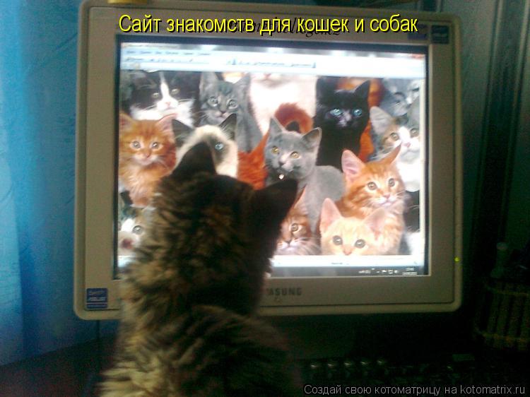 Котоматрица: Сайт знакомств для кошек и собак