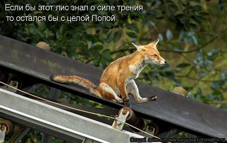 Котоматрица: Если бы этот лис знал о силе трения то остался бы с целой Попой