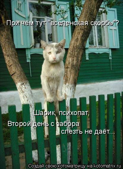 При чём тут "вселенская скорбь"? Шарик, психопат, Второй день с забора слезть не даёт...... Котоматрица: При чём тут "вселенская скорбь"? Шарик, психопат, Второй день с забора слезть не даёт...