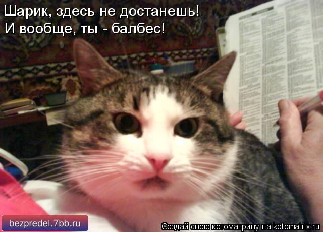 Котоматрица: Шарик, здесь не достанешь! И вообще, ты - балбес!