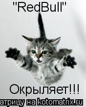 Котоматрица: "RedBull"  Окрыляет!!!