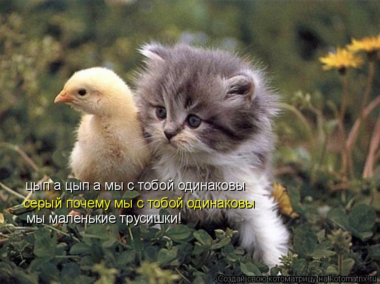 цып а цып а мы с тобой одинаковы цып а цып а мы с тобой одинаковы серый почему мы с тобой одинаковы м... Котоматрица: цып а цып а мы с тобой одинаковы цып а цып а мы с тобой одинаковы серый почему мы с тобой одинаковы мы маленькие трусишки!