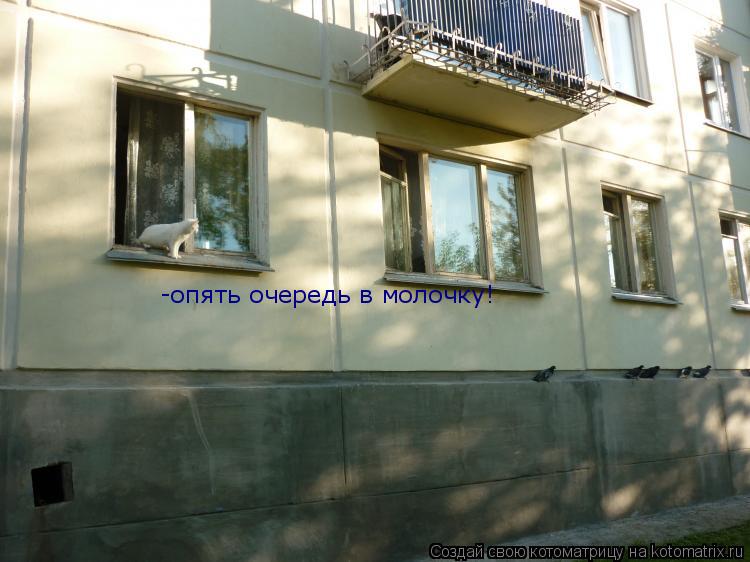 -опять очередь в молочку!... Котоматрица: -опять очередь в молочку!