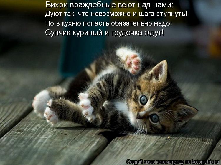 Вихри враждебные веют над нами: Дуют так, что невозможно и шага ступнуть! Но в кухню попасть обязател... Котоматрица: Вихри враждебные веют над нами: Дуют так, что невозможно и шага ступнуть! Но в кухню попасть обязательно надо: Супчик куриный и грудочка жду