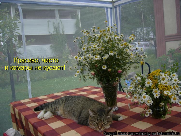 Красиво, чисто и комары не кусают!... Котоматрица: Красиво, чисто и комары не кусают!