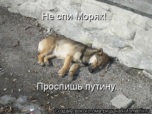 Не спи Моряк! Проспишь путину...... Котоматрица: Не спи Моряк! Проспишь путину...