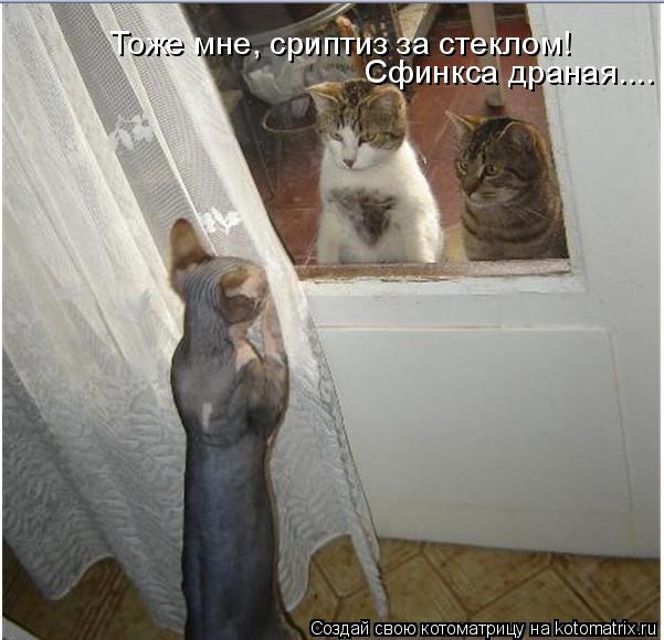 Тоже мне, сриптиз за стеклом! Сфинкса драная....... Котоматрица: Тоже мне, сриптиз за стеклом! Сфинкса драная....