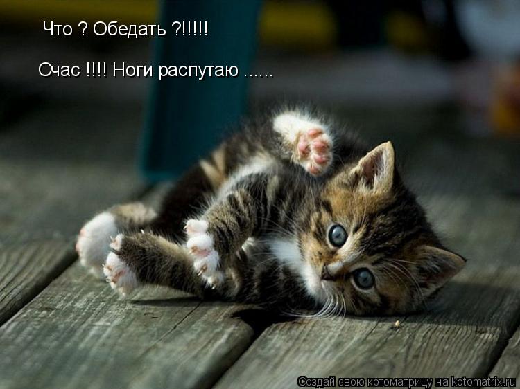 Что ? Обедать ?!!!!! Счас !!!! Ноги распутаю ......... Котоматрица: Что ? Обедать ?!!!!! Счас !!!! Ноги распутаю ......