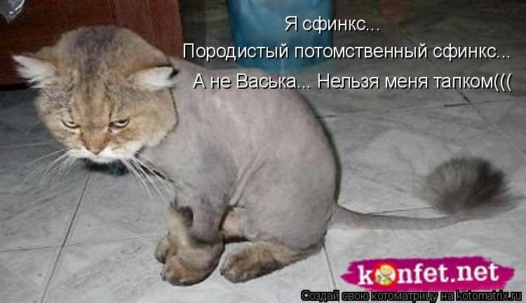 А не Васька... Нельзя меня тапком((( Породистый потомственный сфинкс... Я сфинкс...... Котоматрица: А не Васька... Нельзя меня тапком((( Породистый потомственный сфинкс... Я сфинкс...