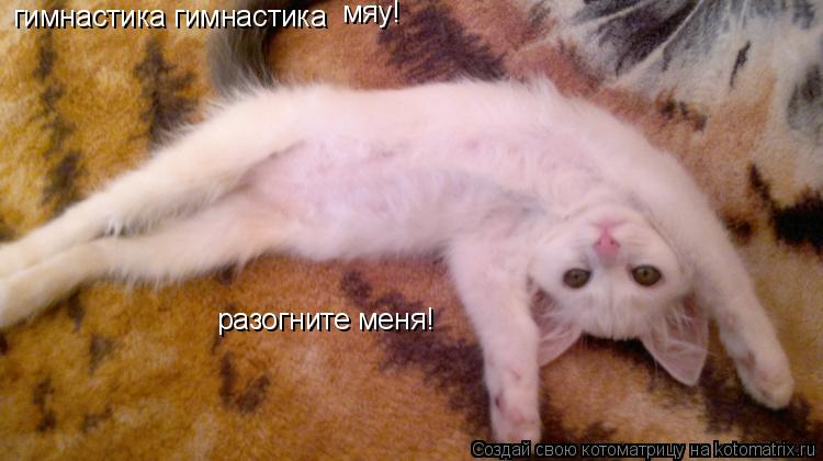 гимнастика гимнастика разогните меня! мяу!... Котоматрица: гимнастика гимнастика разогните меня! мяу!