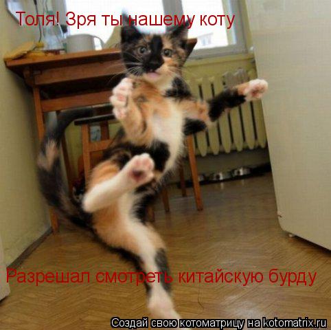 Котоматрица: Толя! Зря ты нашему коту Разрешал смотреть китайскую бурду