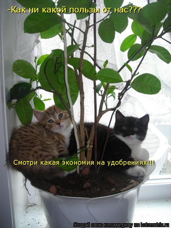 -Как ни какой пользы от нас??? Смотри какая экономия на удобрениях!!!... Котоматрица: -Как ни какой пользы от нас??? Смотри какая экономия на удобрениях!!!