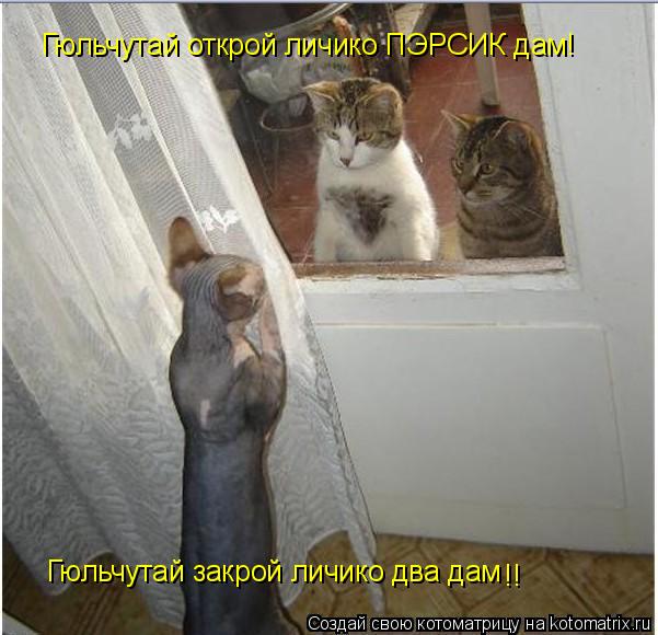 Котоматрица: Гюльчутай открой личико ПЭРСИК дам! Гюльчутай закрой личико два дам !!