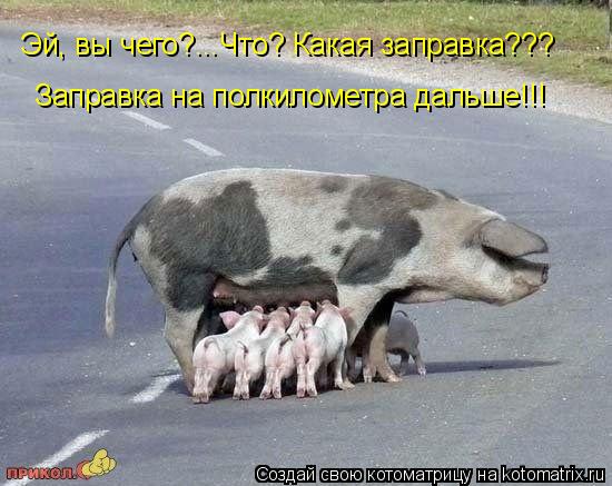 Котоматрица: Заправка на полкилометра дальше!!! Эй, вы чего?...Что? Какая заправка???