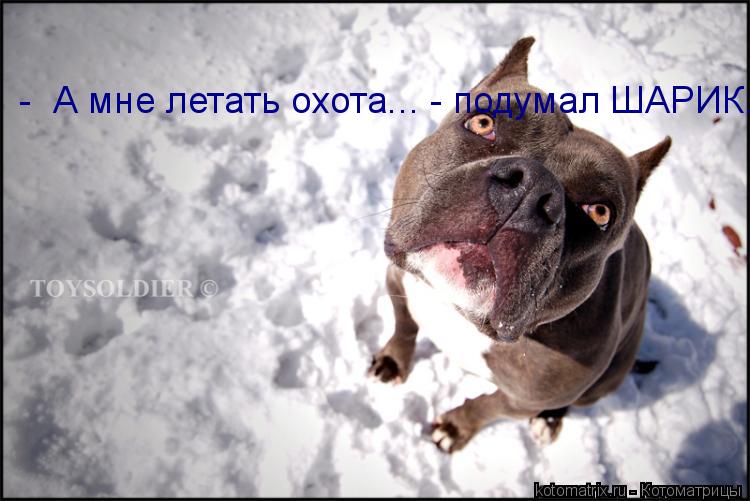 Котоматрица: -  А мне летать охота... - подумал ШАРИК.